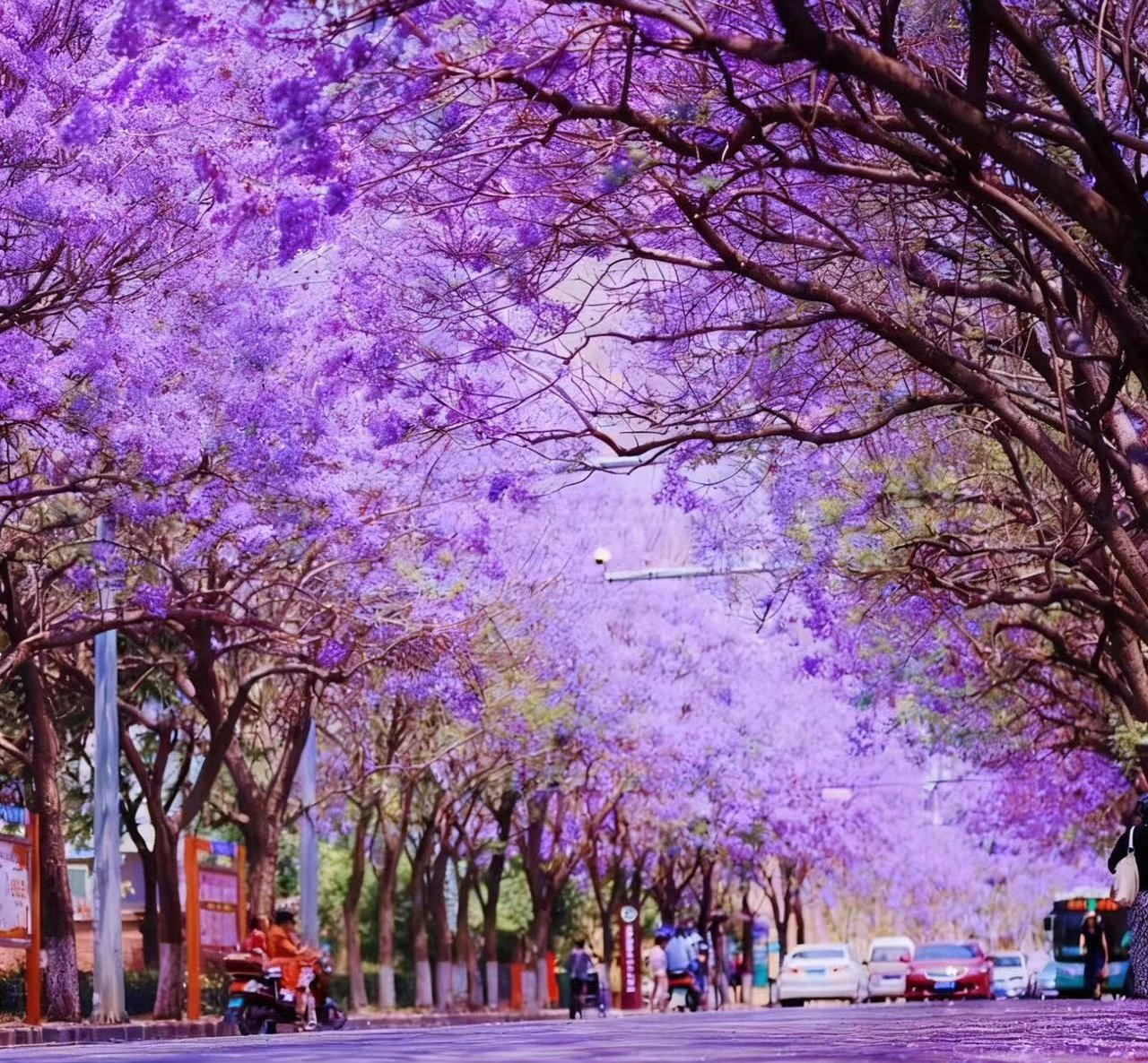 Blooms of Asia: A Floral Journey Through Japan and China’s Most Enchanting Flower Festivals