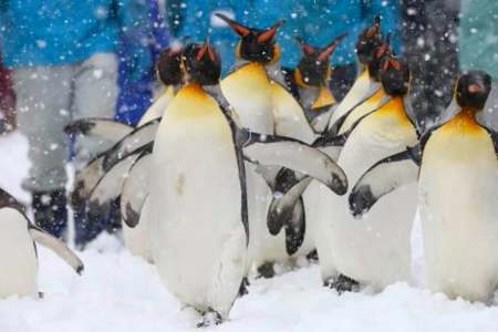 Hokkaido Winter Wonderland: 8-Day Magical Journey