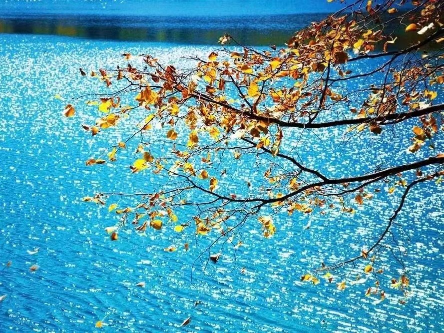 Autumn’s Golden Tapestry: Foliage, Deserts & Harvest Wonders of Asia