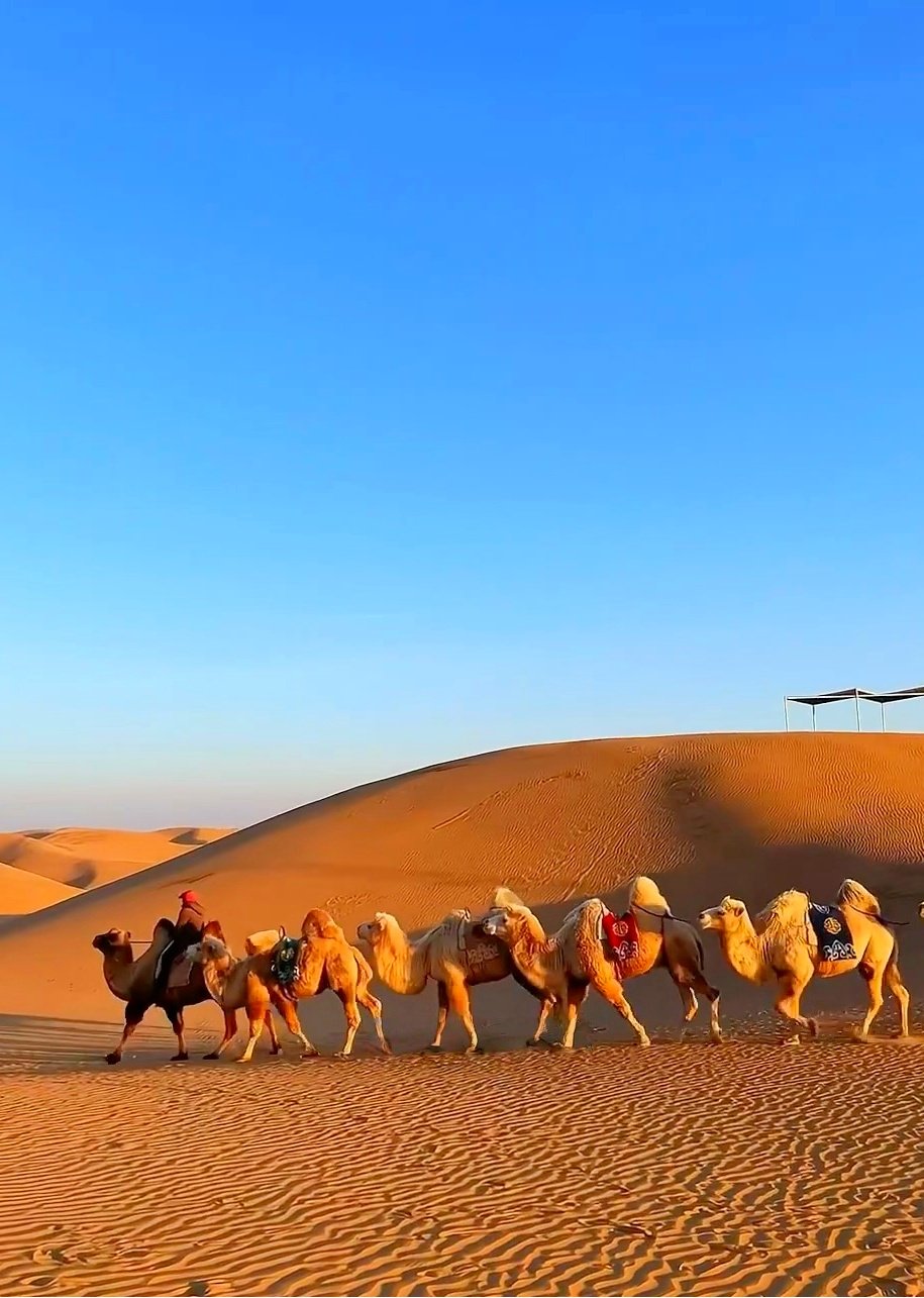 Day 8: Xiangshawan Desert Adventure