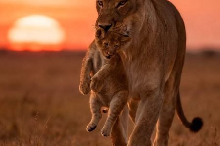 Live the Safari Dream: Tented Lodges in Kenya & Tanzania