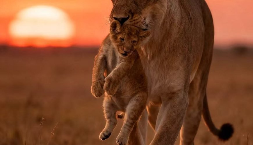 Live the Safari Dream: Tented Lodges in Kenya & Tanzania