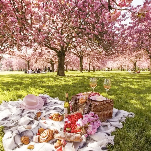 Day 11: Tokyo Return - Final Petal Pursuits