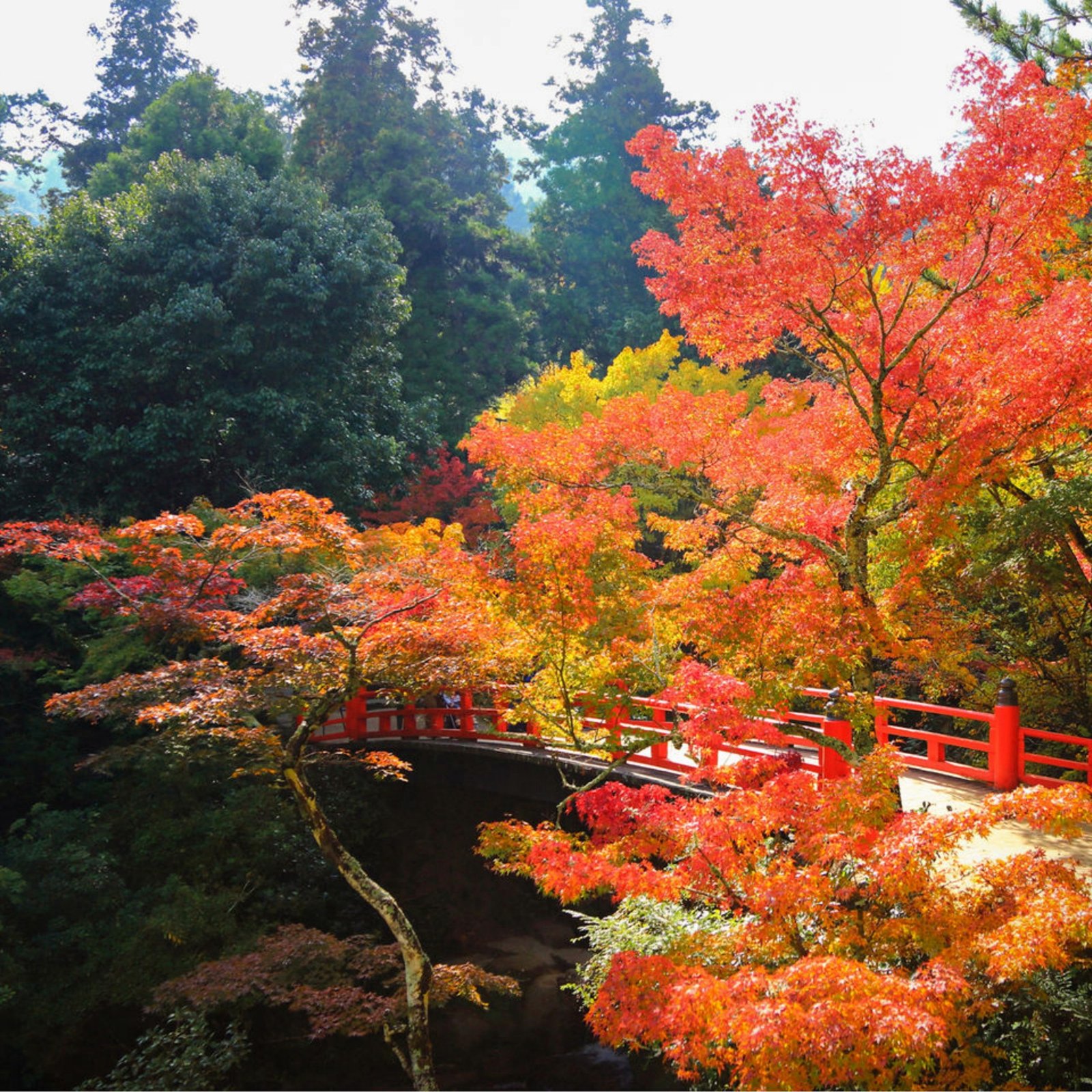 Day 7: Miyajima Island - Floating Fire